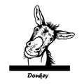 Peeking Funny Donkey - Funny Donkey peeking out - face head isolated on white Royalty Free Stock Photo