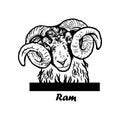 Peeking Funny Ram - Funny Ram peeking out - face head isolated on white Funny peeking animals