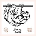 Peeking Funny Sloth - Funny Sloth peeking out - face head isolated on white Royalty Free Stock Photo