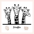 Peeking Giraffes - Funny Giraffes peeking out - face head isolated on white