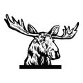 Peeking moose head. Original black white hand drawn pen art illustrated animal sketch of funny wild moose head, antlers