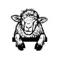 Peeking Sheep head. Hand drawn in a graphic style. Vintage vector engraving illustration for label, poster, logotype