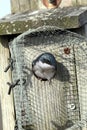 Peeking tree swallow