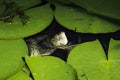 Peeking Turtle Royalty Free Stock Photo