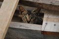 Peeking under abandoned wood