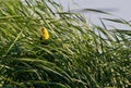 Peeking Yellow Headed Blackbird Royalty Free Stock Photo