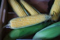 Peel fresh sweet corn after harvesting Royalty Free Stock Photo