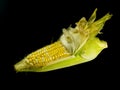 Peel raw corn Royalty Free Stock Photo