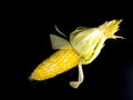 Peel raw corn Royalty Free Stock Photo