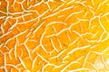 Peel of ripe melon, yellow orange peel of ripe melon closeup, abstract background Royalty Free Stock Photo