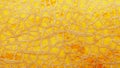 The peel of a ripe yellow melon with texture tracks, full screen. Melon variety torpedo Royalty Free Stock Photo