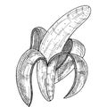 Peeled banana fruit, Organic food healthy food. Engraved hand-drawn vintage retro vector illustration. Banana isolated on a white Royalty Free Stock Photo