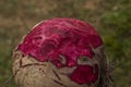 Peeled beetroot closeup