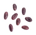 Peeled cacao beans, isolated on white background. Roasted and aromatic cocoa beans, natural chocolate. Top view.