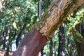 Peeled cork oaks tree, forest in Portugal