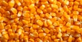 Peeled corn cob, yellow seeds, top view - AI generated image Royalty Free Stock Photo