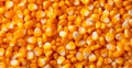 Peeled corn cob, yellow seeds, top view - AI generated image Royalty Free Stock Photo