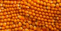 Peeled corn cob, yellow seeds, top view - AI generated image Royalty Free Stock Photo