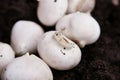 Peeled Dutch tulip bulb before planting in black soil.Reproduction and cultivation of flowers for sale on March 8th Royalty Free Stock Photo