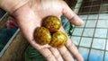 Peeled exotic indonesian fruit known as jengkol