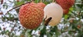 Peeled Litchi Hanging On the Litchi Tree and a Honey Bee Sitting on this