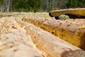 Peeled logs Royalty Free Stock Photo