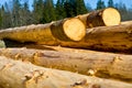 Peeled Logs Royalty Free Stock Photo