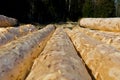 Peeled logs drying Royalty Free Stock Photo