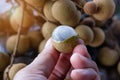 Peeled longan on hand with bunch background