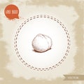 Peeled macadamia nut seed. Hand drawn sketch style vector illustration isolated on retro background. Botanical drawing. Australian