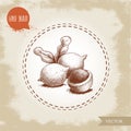 Peeled macadamia pericarp nuts composition with leaves. Hand drawn sketch style vector illustration isolated on retro background.