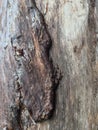 peeled off, scratched, leaving scars on the tree bark Royalty Free Stock Photo