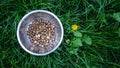 Peeled organic hazelnuts in a metal bowl on a grass witn dandelion, top view Royalty Free Stock Photo