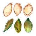 peeled pumpkin seeds watercolor isolated hand drawn