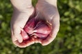 peeled red garlic Royalty Free Stock Photo