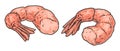 Peeled shrimp colorful vintage sticker