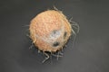 peeled single coconut