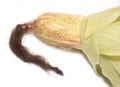 A peeled sweet corn on white background