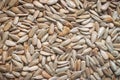 Peeled sunflower seeds background. Close-up of roasted kernel texture. Food background