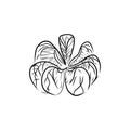 Peeled Tangerine Fruit In Black Isolated On White Background. Hand Drawn Sketch Vector Illustration In Doodle Line Vintage
