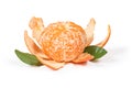 Peeled tangerine mandarin fruit isolated on white background with clipping path Royalty Free Stock Photo