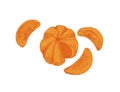 Peeled tangerine with mandarin segments or slices. Composition of clementine pieces without skin. Realistic hand-drawn