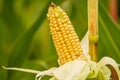 peeled yellow corncob is still on the plant standing in a corn field Royalty Free Stock Photo