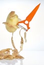 Peeler peels potatoes, potato skin falls down, isolate on white background Royalty Free Stock Photo
