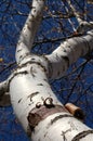 Peeling Bark on Birch - Wide Focus