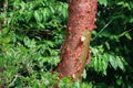 Peeling bark of the Bursera simaruba tree Royalty Free Stock Photo