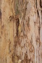 Close up textures peeling bark on eucalyptus gum tree Royalty Free Stock Photo