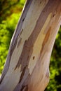 Peeling bark on Eucalyptus tree trunk