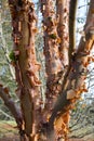 Colorful peeling bark on Himalayan birch Royalty Free Stock Photo