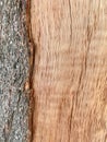 Peeling bark pattern is seamless texture from tree. Royalty Free Stock Photo